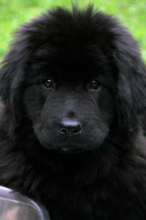 A black Newfoundland puppy