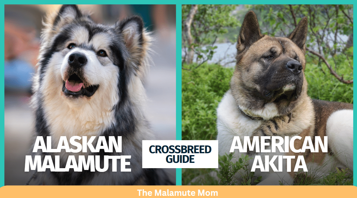 Akita Malamute Mix (Malkita): Complete Profile & Pictures