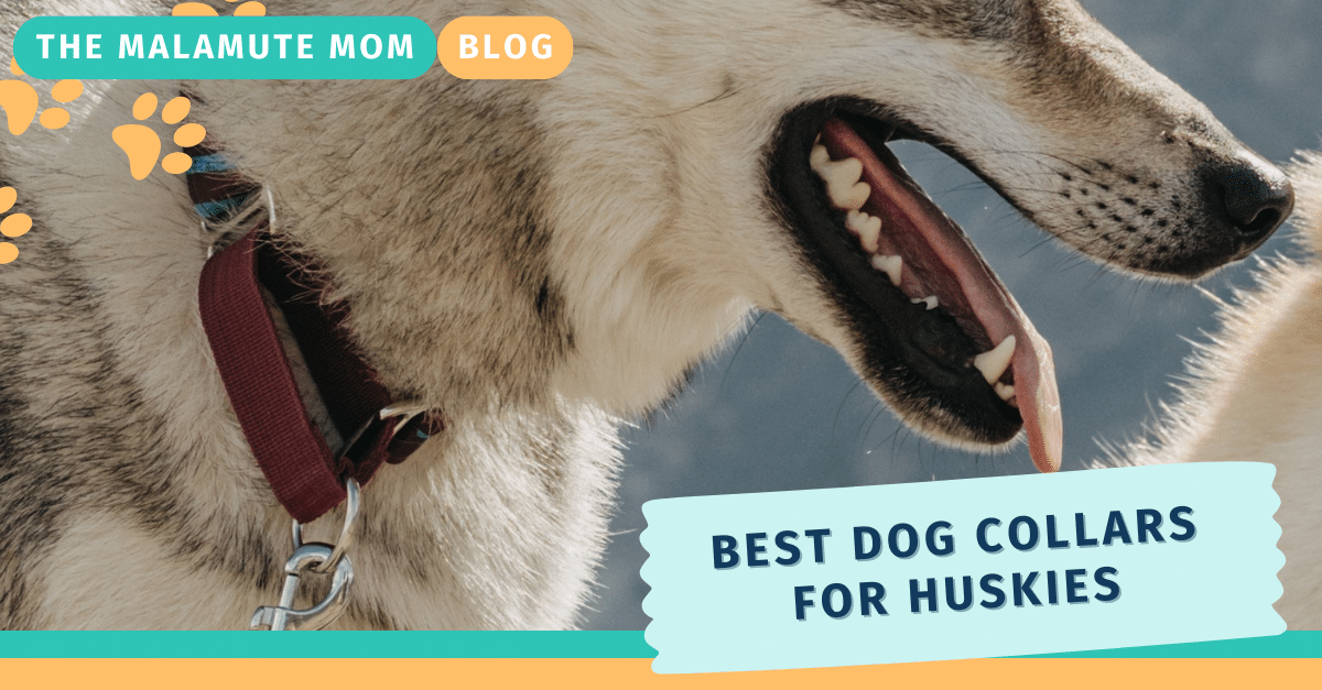 Best collar on sale for husky puppy